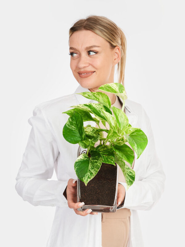 Efeutute in Vase – Bild 2