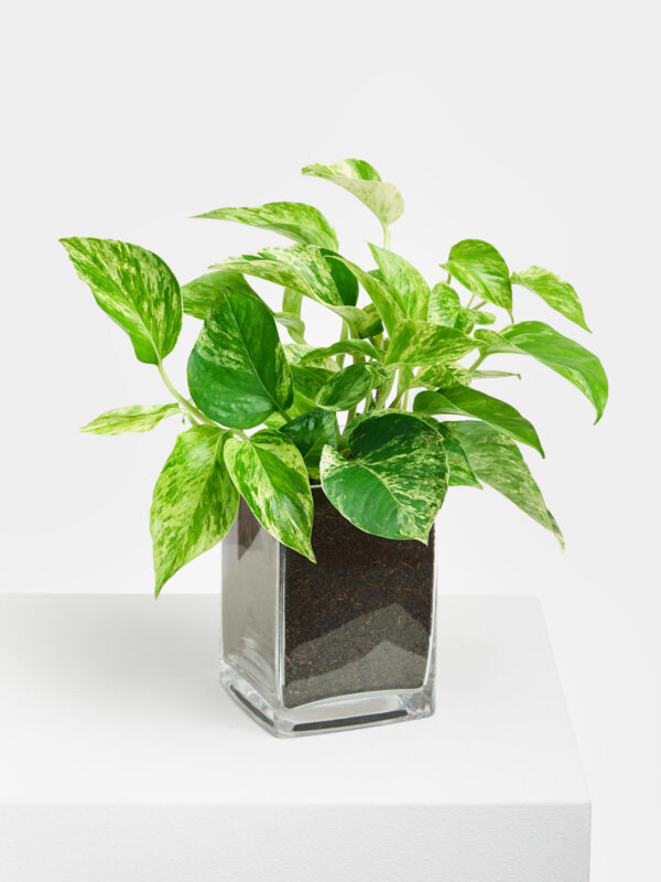 Efeutute in Vase – Bild 3