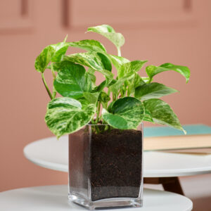 Efeutute in Vase