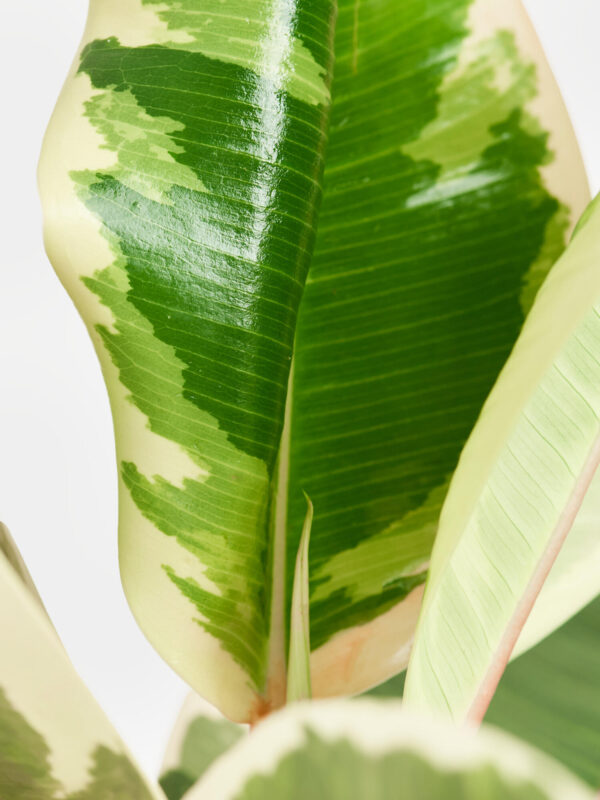 Gummibaum in Vase – Bild 2