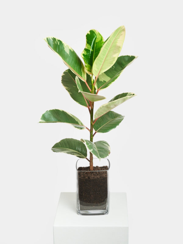 Gummibaum in Vase – Bild 3