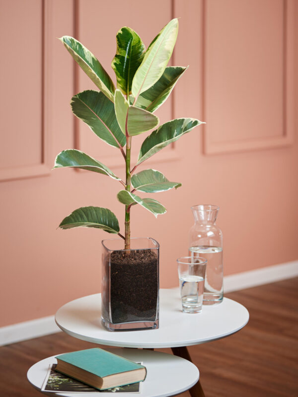 Gummibaum in Vase – Bild 4