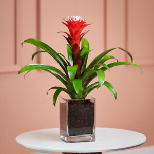 Rote Guzmania in Vase