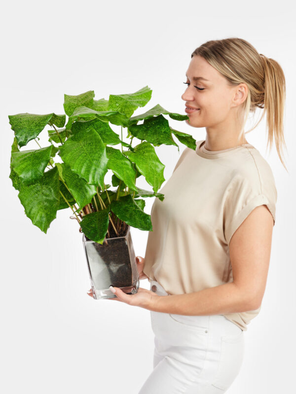 Korbmarante 'Network' in Vase