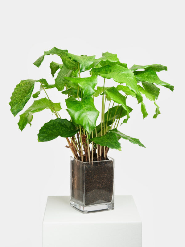 Korbmarante 'Network' in Vase – Bild 3