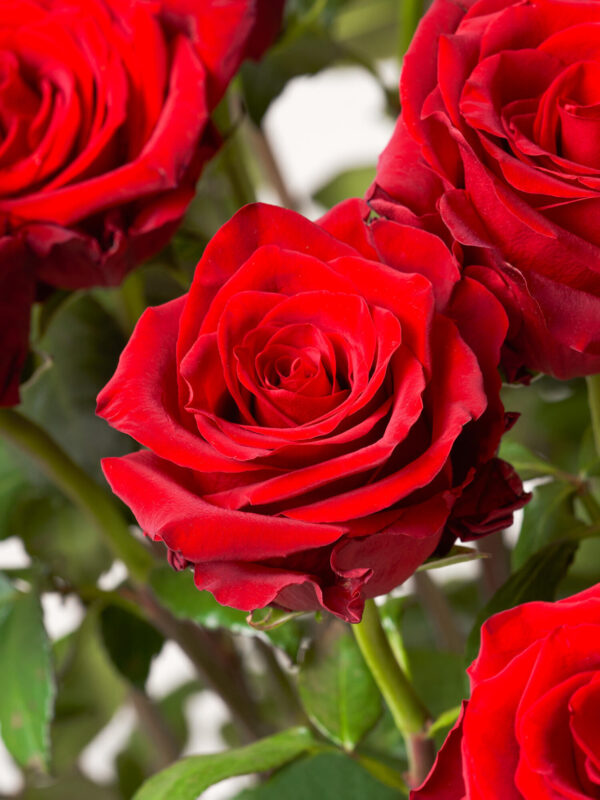 L'Amour Éternel – Bild 4