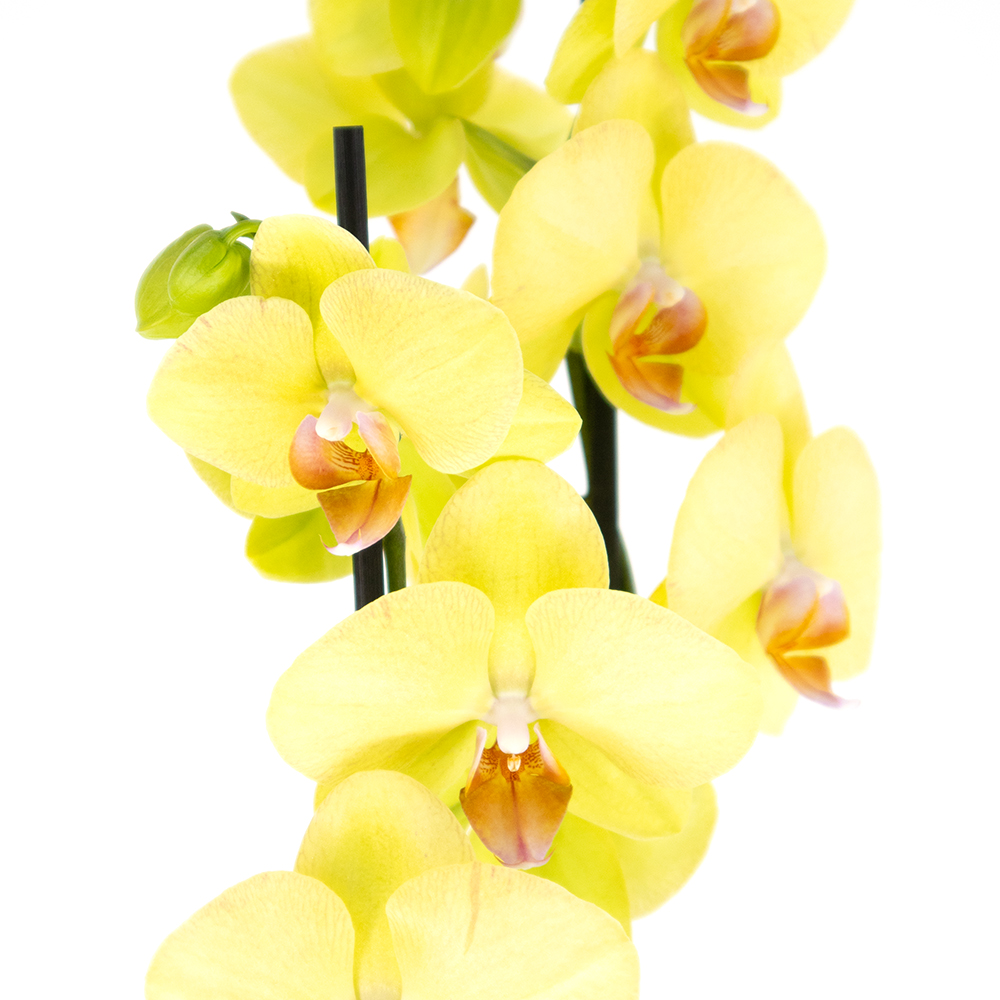 Gelbe Orchidee (zwei Rispen) + gratis Topf | +/- 70 cm | ø 12cm | Phalaenopsis – Bild 2