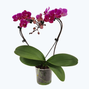 Table Dance Herzform Merida mit violetten Blüten