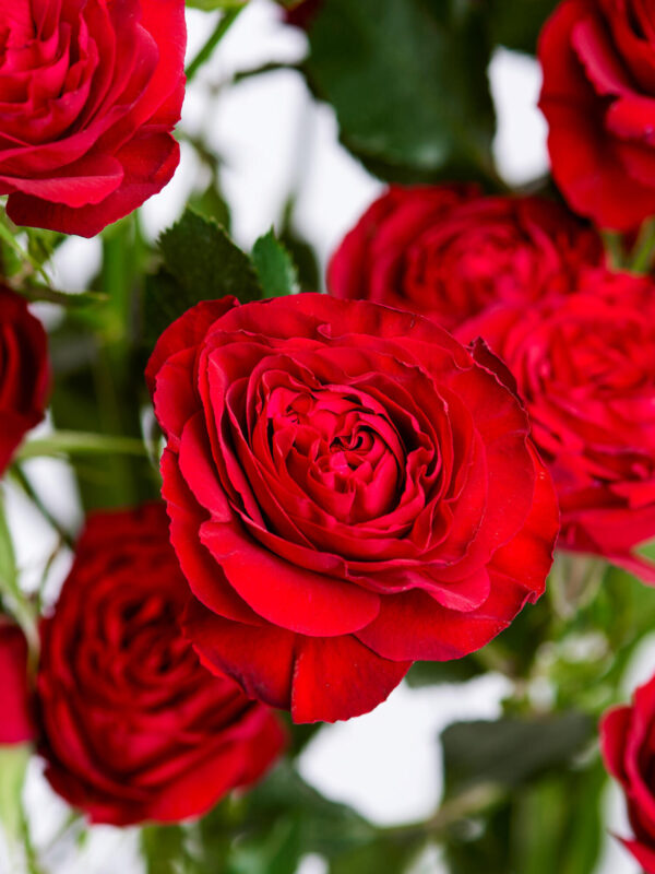 Scarlet Roses – Bild 2
