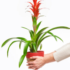 Guzmania
