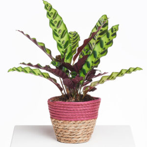 Calathea