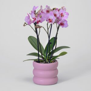 Rosa Orchidee im Bubbly-Topf