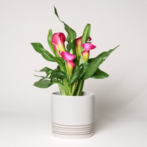 Pinke Calla im Keramiktopf