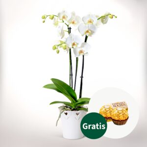 Weiße Orchidee im Topf