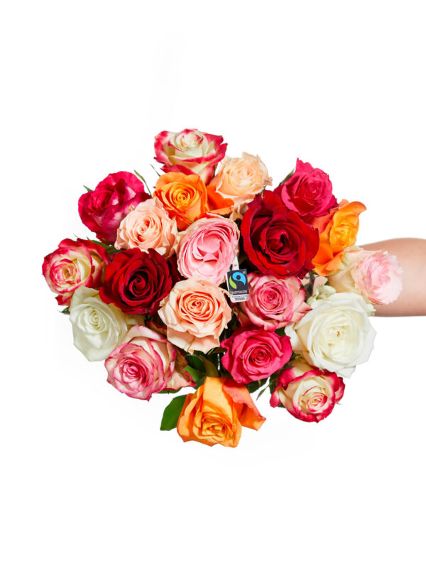 Rosenfreude – Bild 2