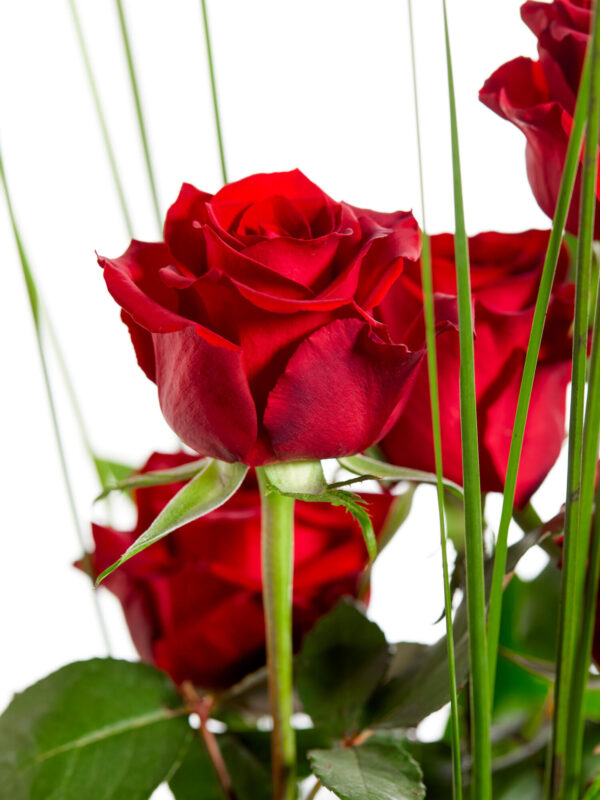 Rosenflammen – Bild 2