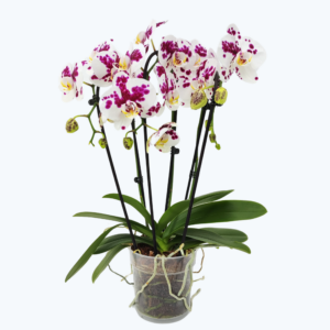 Wasserfall Two of Us Marrakesh mit gefleckten Blüten und 3 Rispen