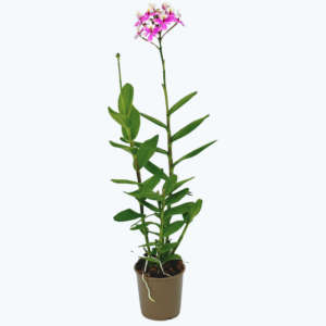 Epidendrum Nordic Fire Dauerblüher mit rosa-weißer Blüte und 1+ Rispen