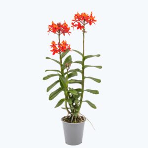 Epidendrum Nordic Fire Dauerblüher mit orange-roten Blüten und 2 Rispen