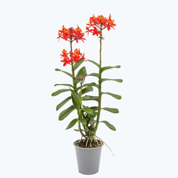 Epidendrum Nordic Fire Dauerblüher mit orange-roten Blüten und 2 Rispen