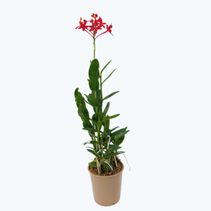 Epidendrum Nordic Fire Dauerblüher mit roten Blüten und 1+ Rispen
