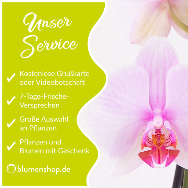 Weiße Orchidee + Glasvase | +/- 60 cm | ø 12 cm | Phalaenopsis – Bild 2