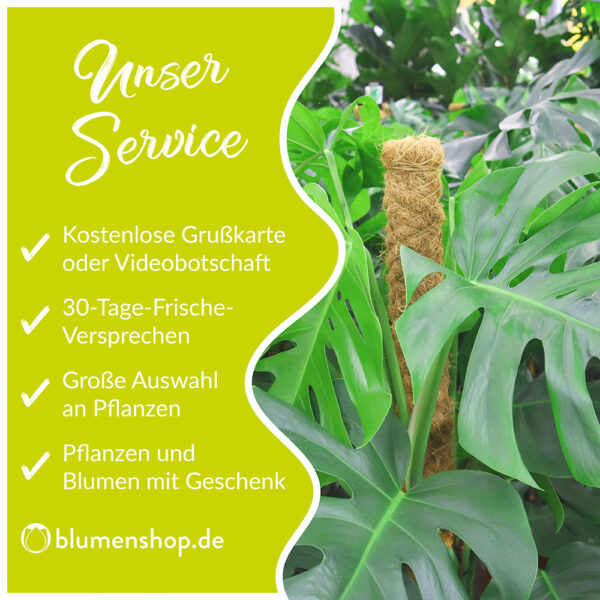 Glücksfeder + gratis Topf | +/- 70 cm | ø 17 cm | Zamioculcas – Bild 2