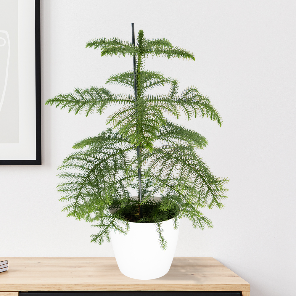 Zimmertanne + gratis Topf weiß | 70-80 cm | ø 17 cm | Araucaria