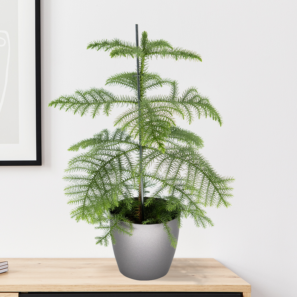 Zimmertanne + gratis Topf anthrazit | 70-80 cm | ø 17 cm | Araucaria