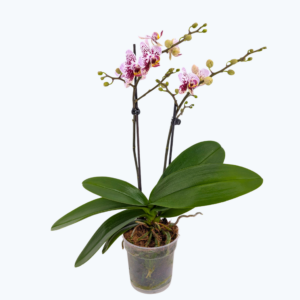 Phalaenopsis Hybride Patchwork Kingdom mit weiß-violett-gefleckten Blüten und 2 Rispen