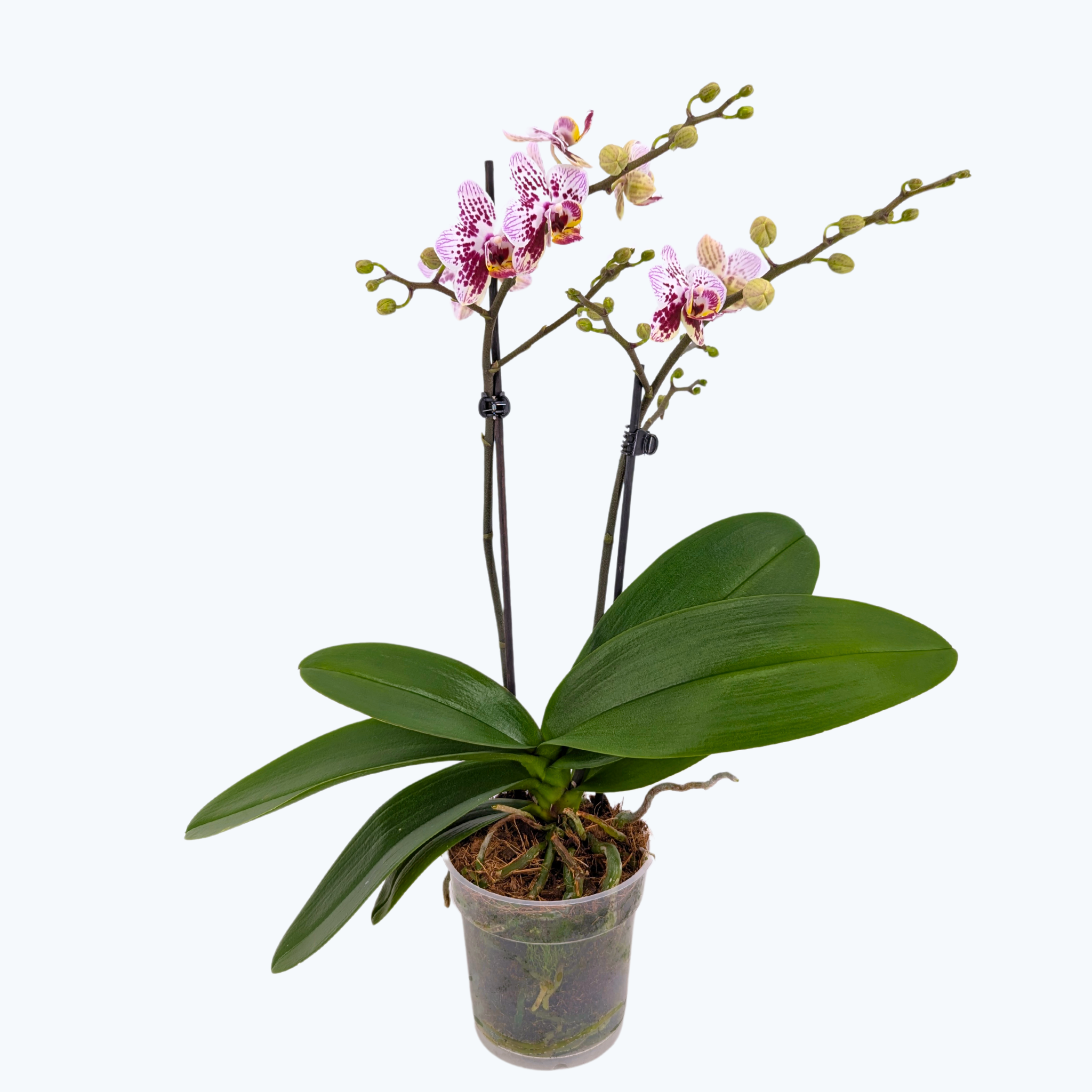 Phalaenopsis Hybride Patchwork Kingdom mit weiß-violett-gefleckten Blüten und 2 Rispen