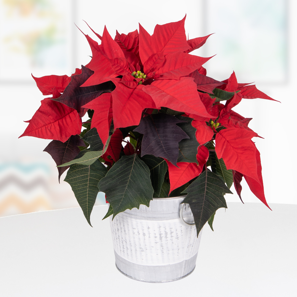 Roter Weihnachtsstern im Zinkeimer | +/- 35 cm | ø 13 cm | Poinsettie