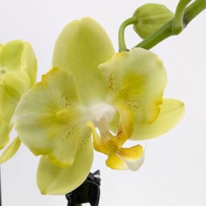 Pelorische Orchidee Table Dance La Paz mit gelben Blüten und 2 Rispen