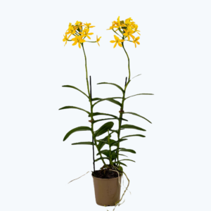 Epidendrum Nordic Fire Dauerblüher mit gelber Blüte und 2+ Rispen