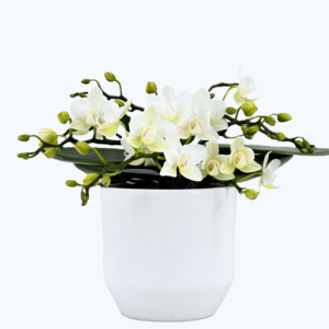 Bonsaiorchidee Nazare mit weißen Blüten und 4+ Rispen inkl. Keramik