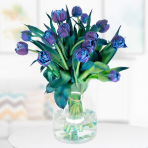 15 gefüllte blaue Tulpen - Double Bubble Tulpen