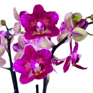 Pelorische Orchidee Table Dance Chamonix mit weinroten Blüten und 2+ Rispen