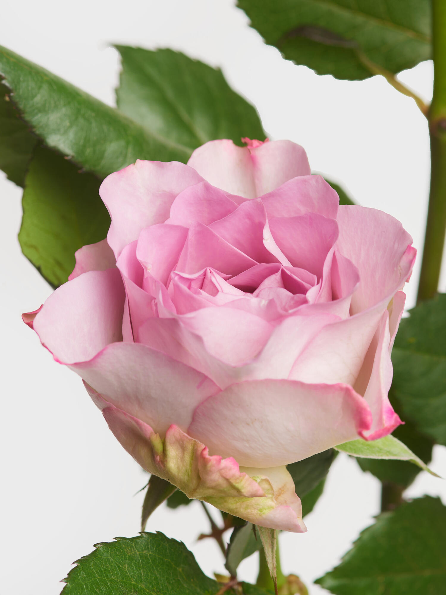 I love You, Mom! – Bild 3