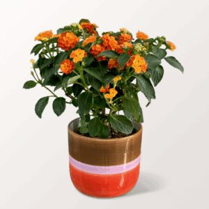 Oranges Wandelröschen im modernen Topf