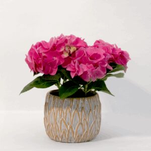 Pinke Hortensie im Keramiktopf