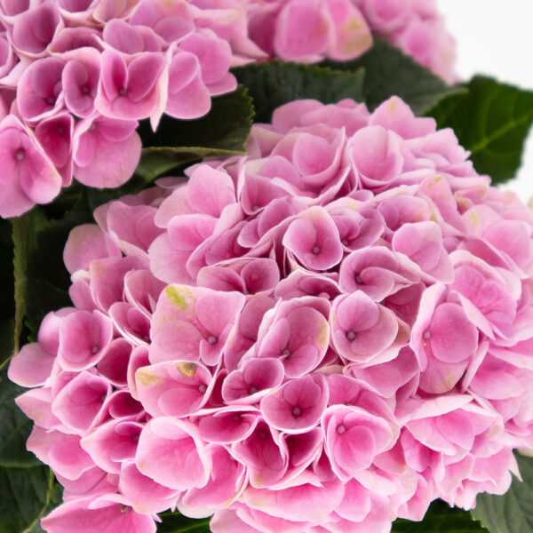 Rosa Hortensie + gratis Topf | +/- 35 cm | ø 12 cm | Hydrangea – Bild 2