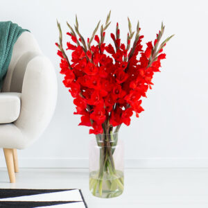 10 Rote Gladiolen (60 - 70 cm)