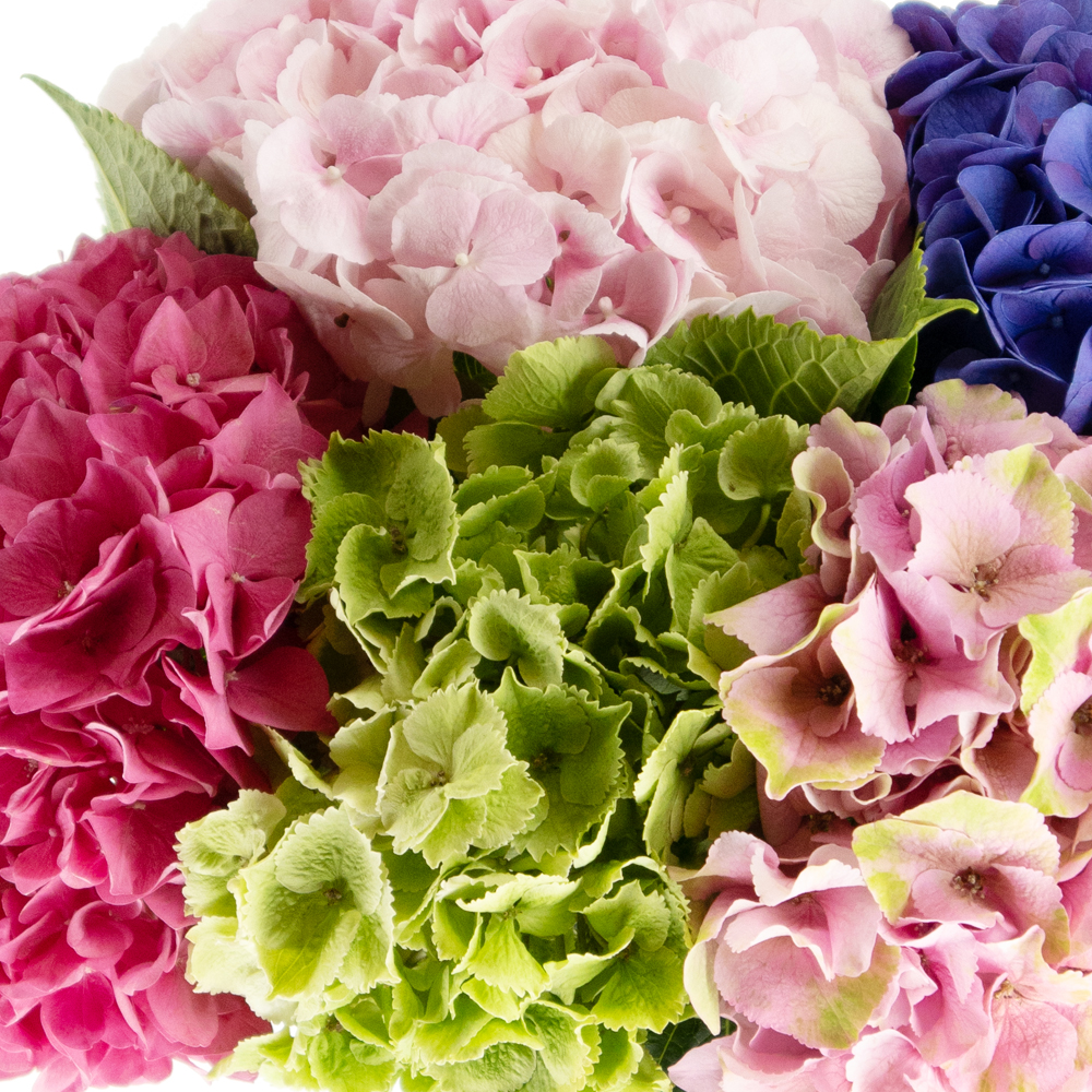 Gemischter Hortensienstrauß – 5 bunte Hortensien – Bild 2
