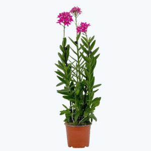 Große Epidendrum Nordic Fire mit lila Blüten und 3+ Rispen