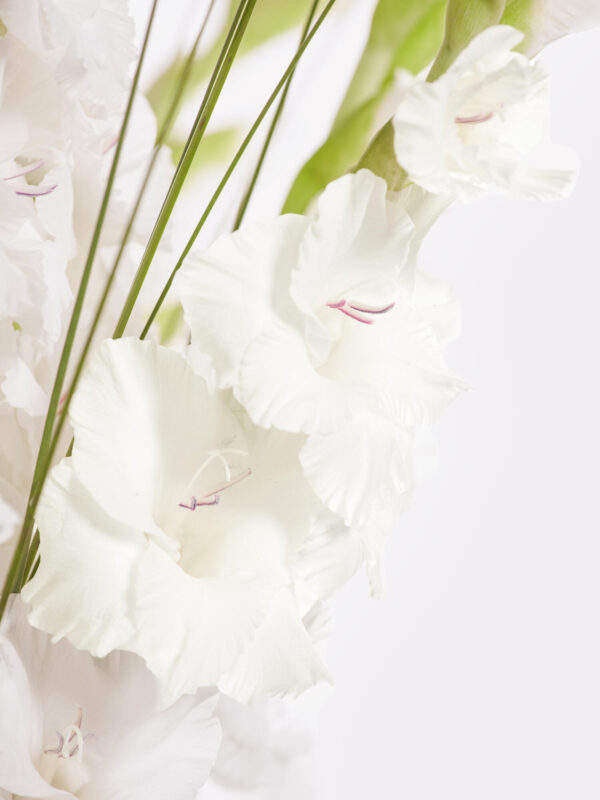 White Summer – Bild 3