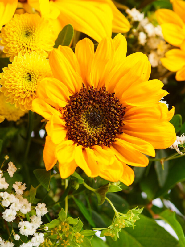 Sunflower Power – Bild 5