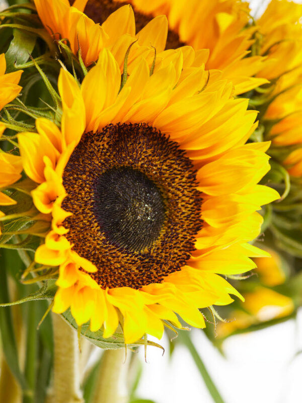 Du bist meine Sonne – Bild 3