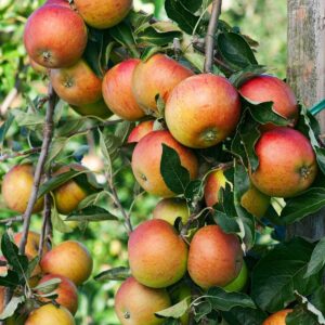 BIO Apfel 'Cox Orange Pippin'