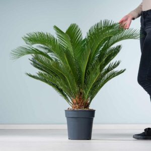 Japanischer Sagopalmfarn XL