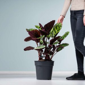 Calathea 'Angela'